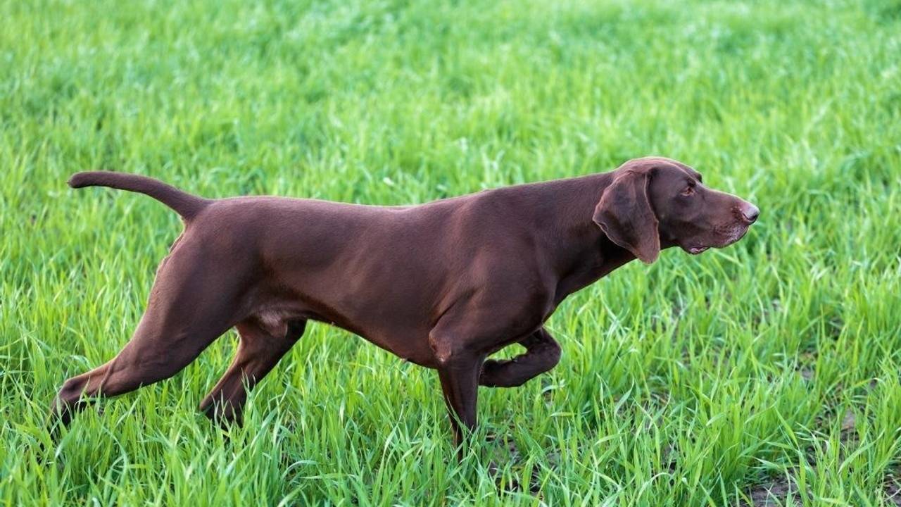 Strengthen Your Back and Glutes with the Bird Dog Exercise