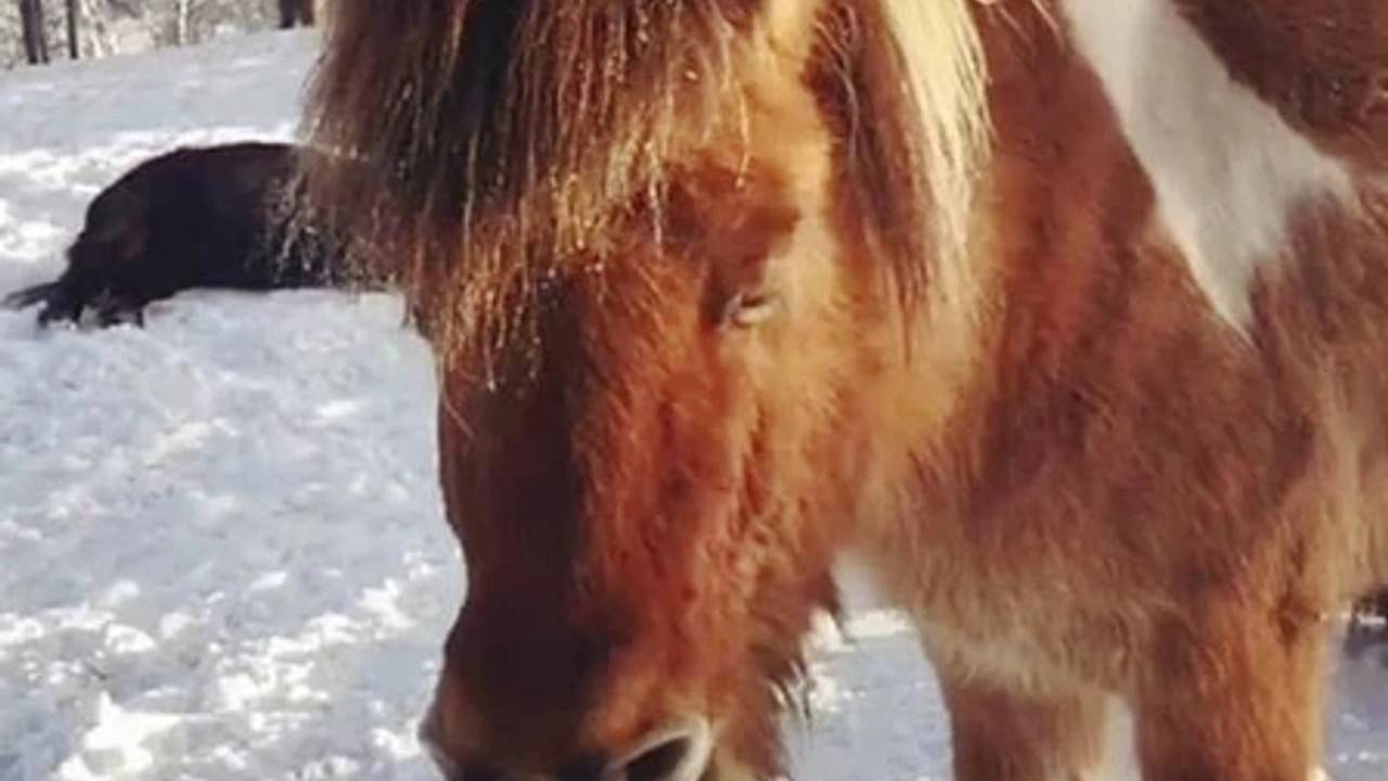 Sleep deprivation in horses what it is and how to prevent it