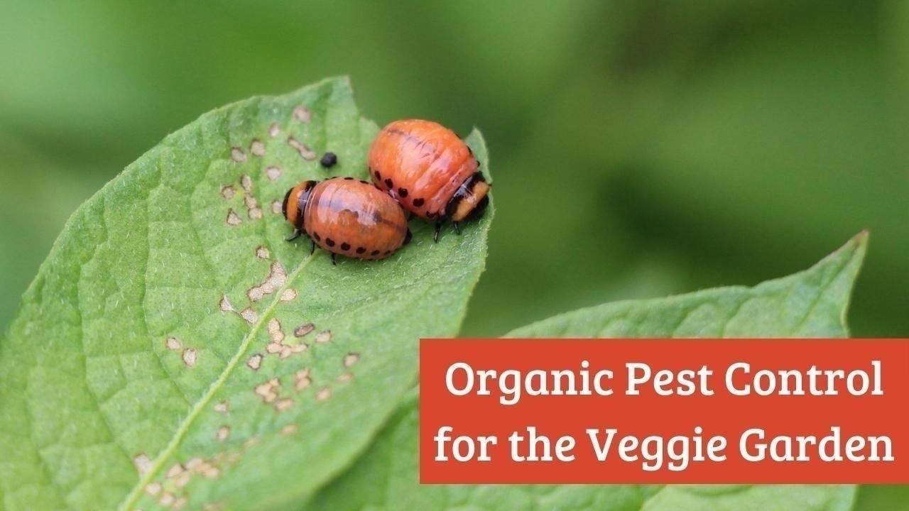 Vegetable Insect Control Online Pest Control for the Vegetable Garden