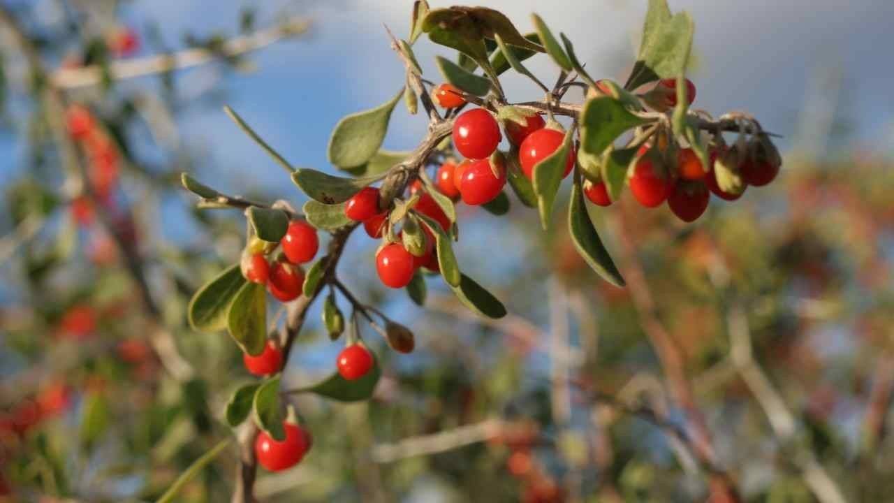 Wolfberry Edible Uses