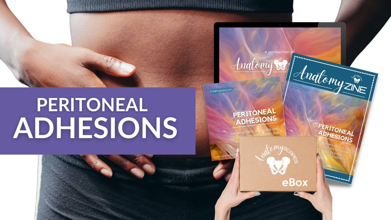 Explore Adhesions with AnatomySCAPES