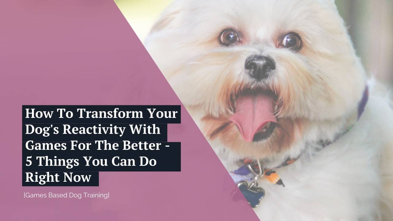 How To Transform Your Dog's Reactivity With Games For The Better