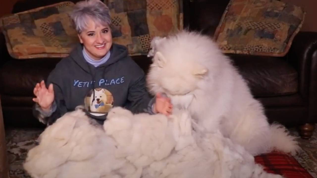 How Much Does A Samoyed Shed