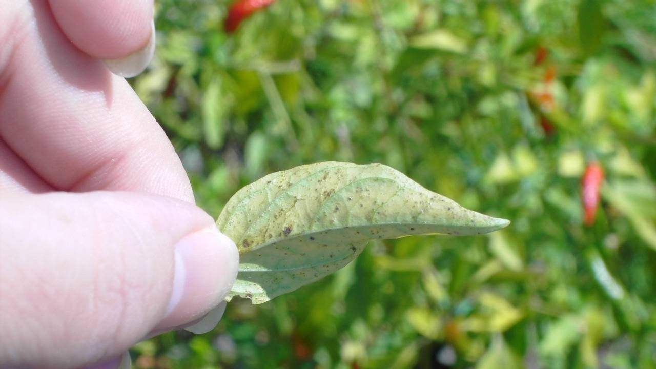 Why does my plant have warts?