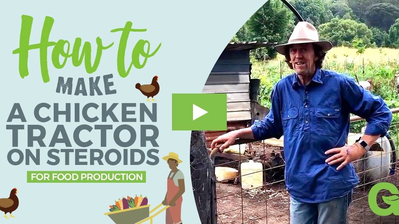 Discover Permaculture How to Make a Chicken Composting System