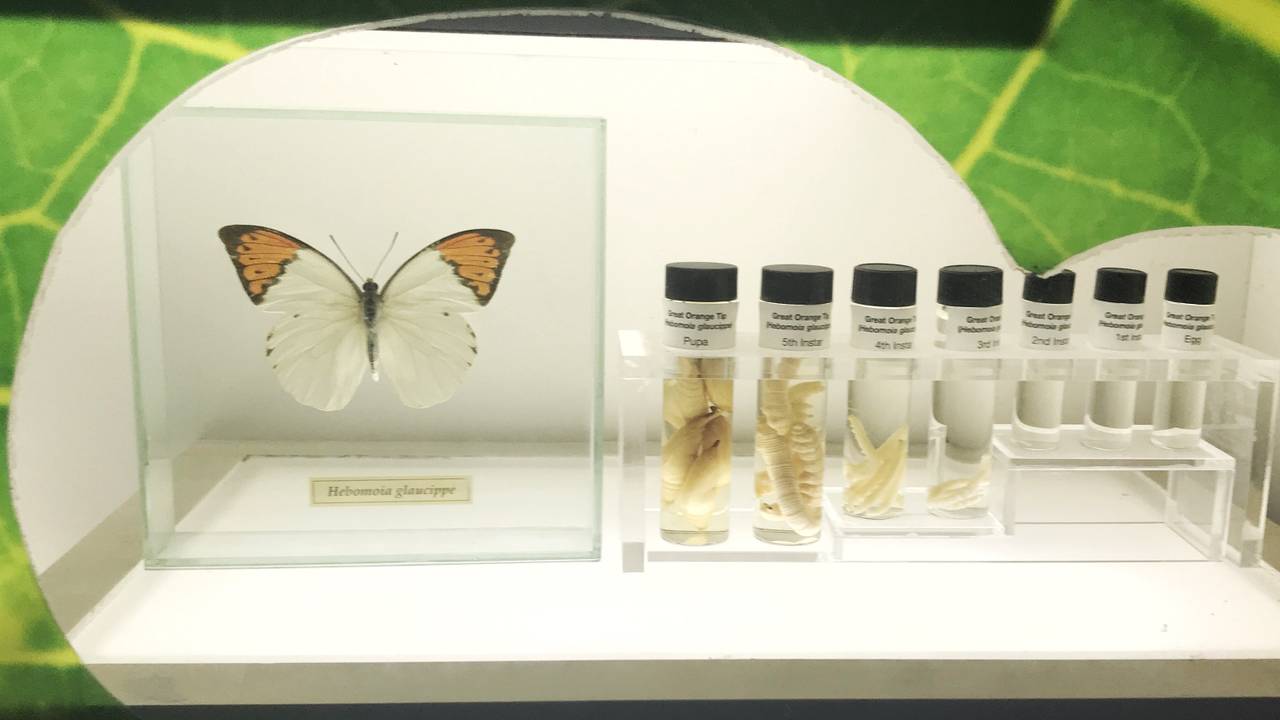 Entopia - the world’s first tropical butterfly and insect sanctuary