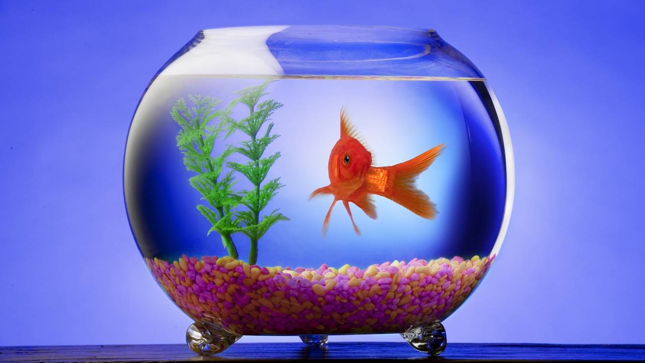 Attention Span Maybe Shorter Than A Goldfish Brain Wave Training
