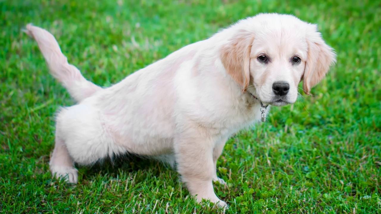 Effective Housebreaking Tips for Your Dog Natural Methods