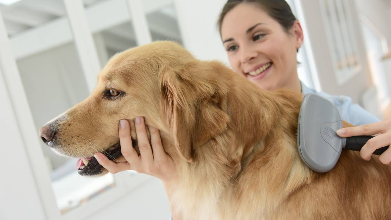 The Essential Dog Grooming Guide