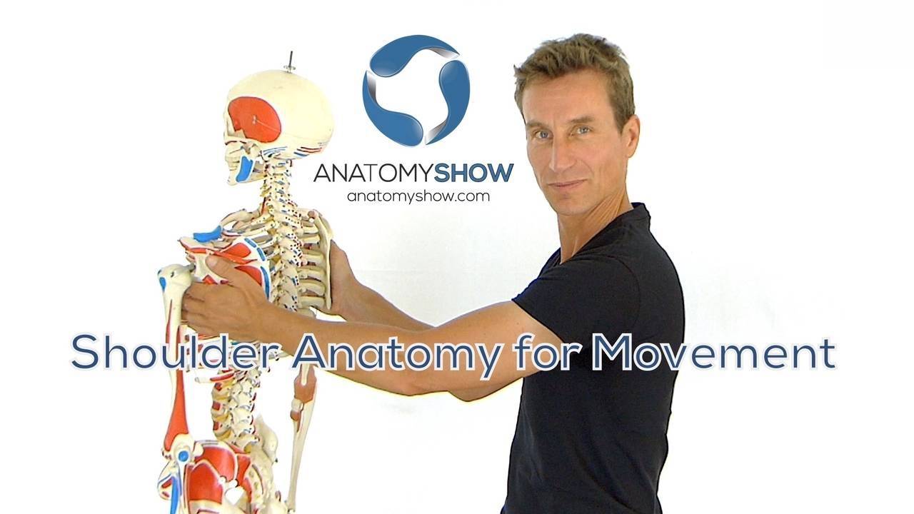 Shoulder Anatomy for Movement
