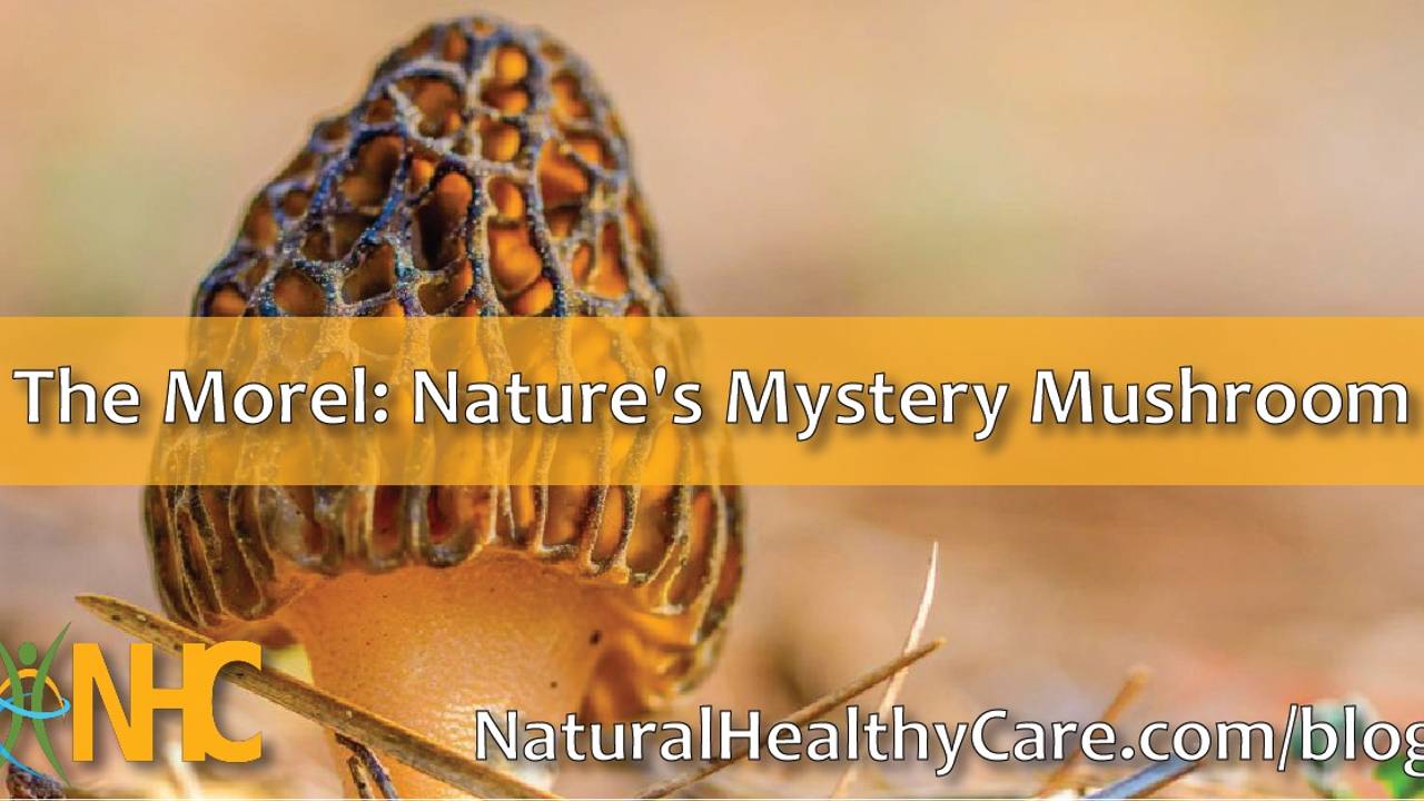 The Morel Nature's Mystery Mushroom