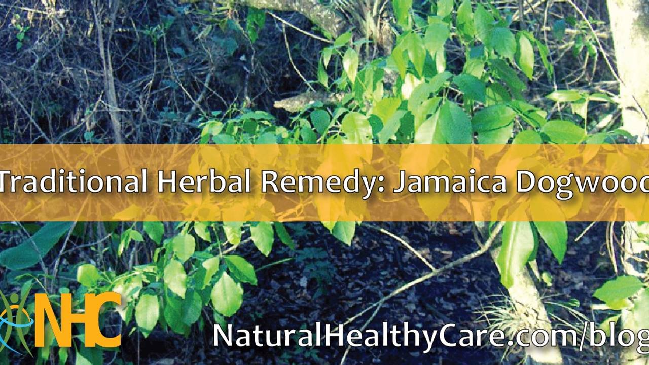 Traditional Herbal Remedy Jamaica Dogwood