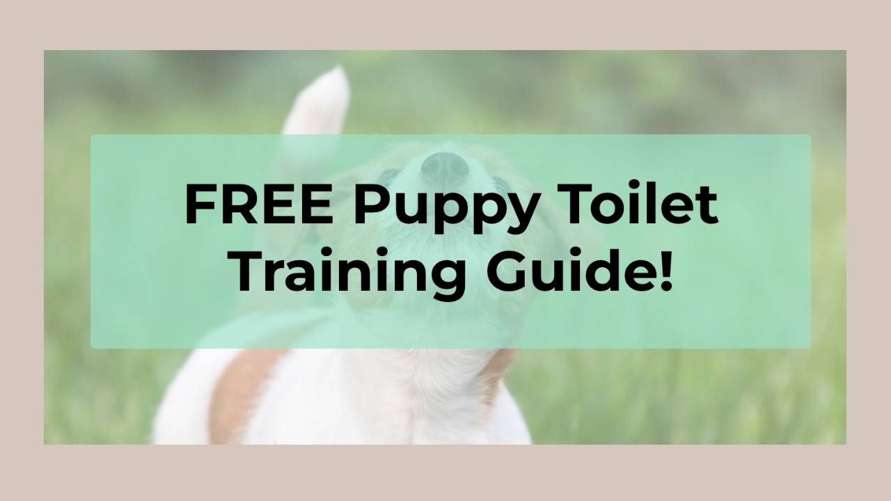 Toilet Training Guide
