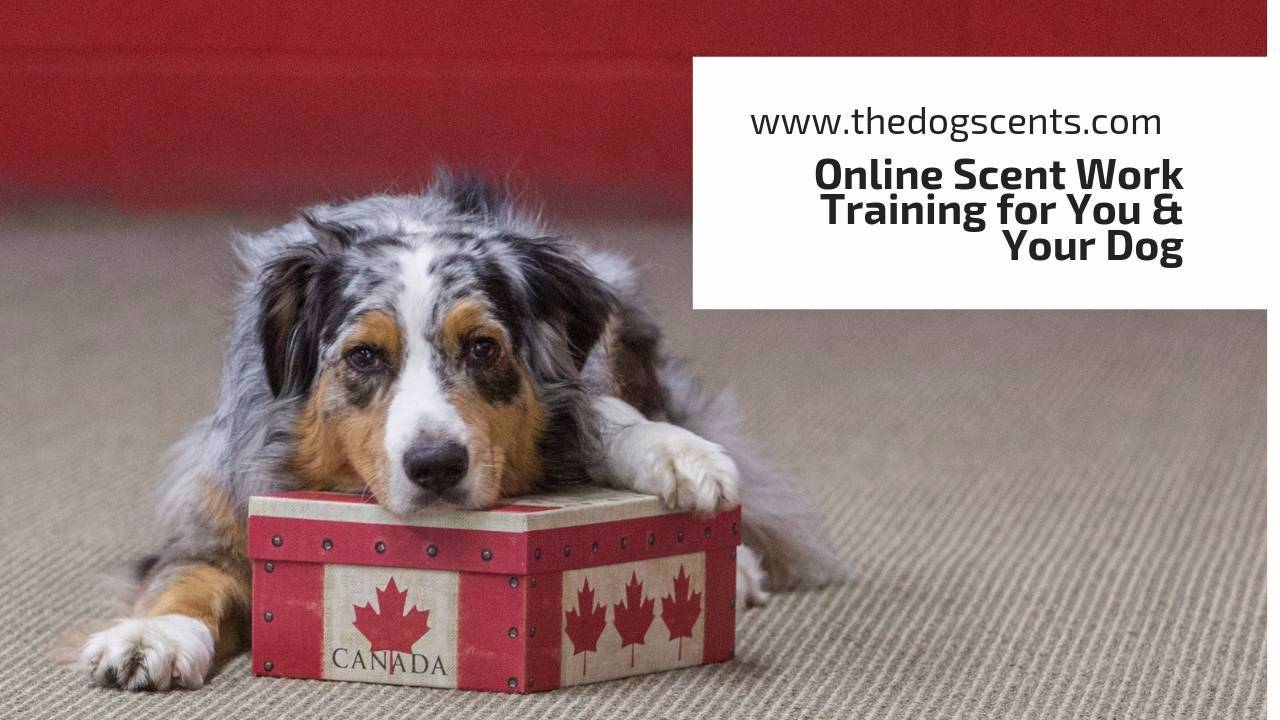 Online Scent Work Training for You & Your Dog