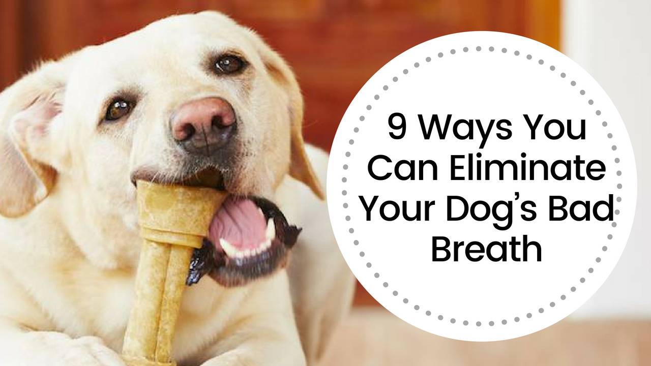 9 Ways You Can Eliminate Your Dog’s Bad Breath