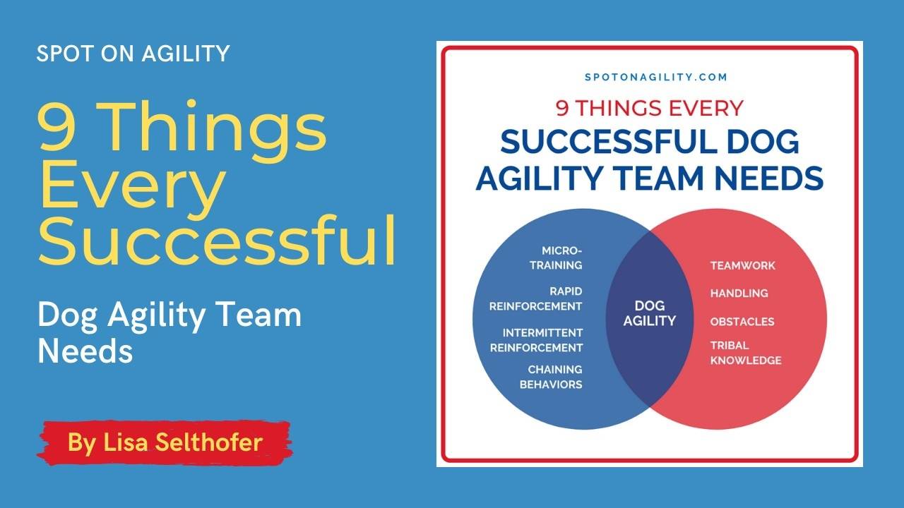 9 Things Every Successful Dog Agility Team Needs