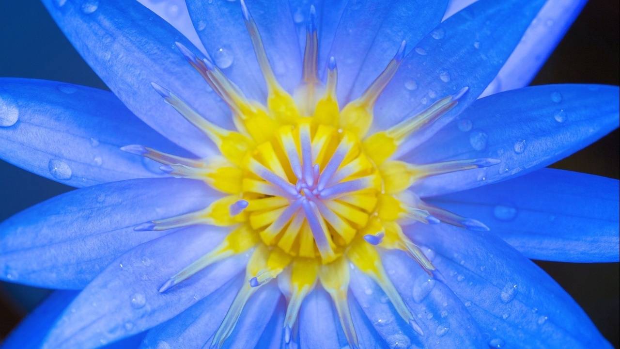 Aviv- Spring Meditation