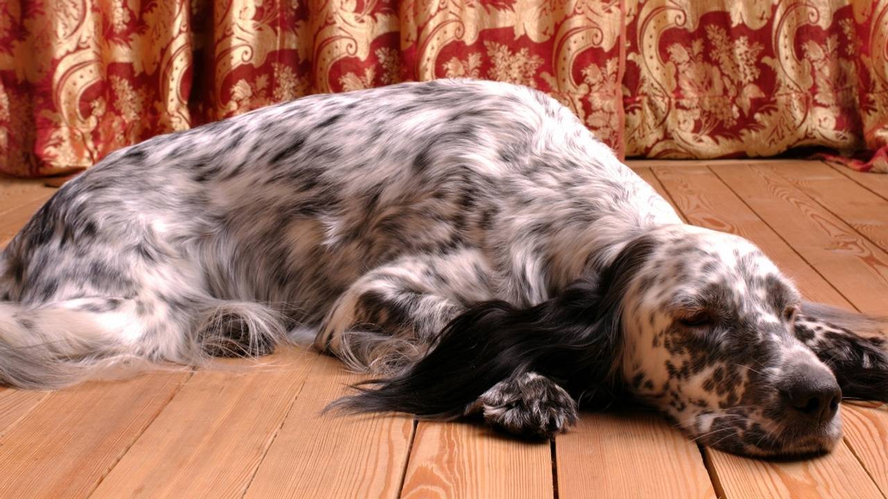 Verveelt je hond zich of kan hij niet alleen zijn?