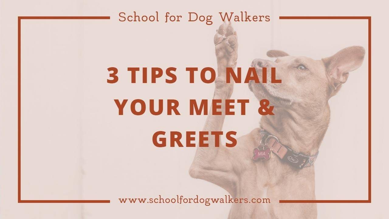 3 Tips to Nail Your Dog Walking Meet and Greets and Get New Clients