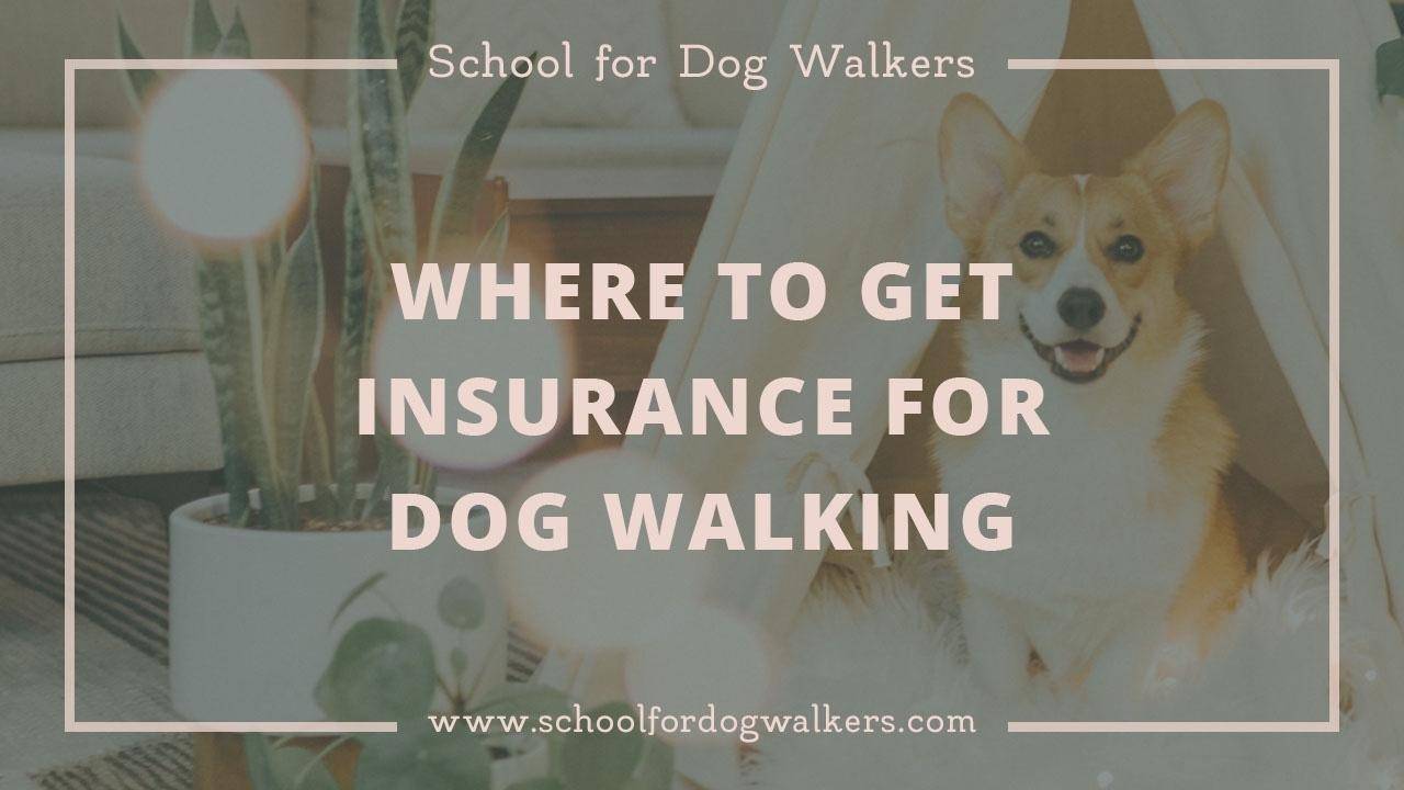 Where to Get Insurance for Dog Walking Insurance for Dog Walkers