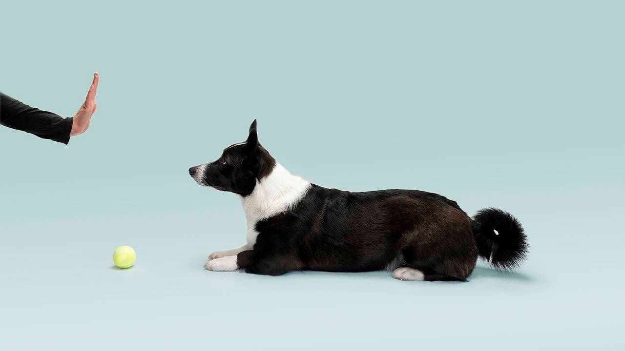 Puppy Classes Calgary Dog Daycare Dogma