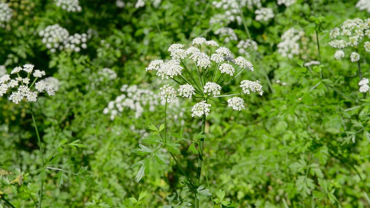 Hemlock Water Dropwort