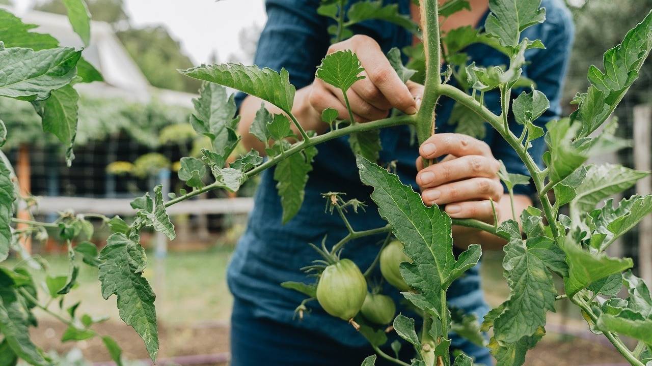 Organic Vegetable Gardening online course Join the waitlist!