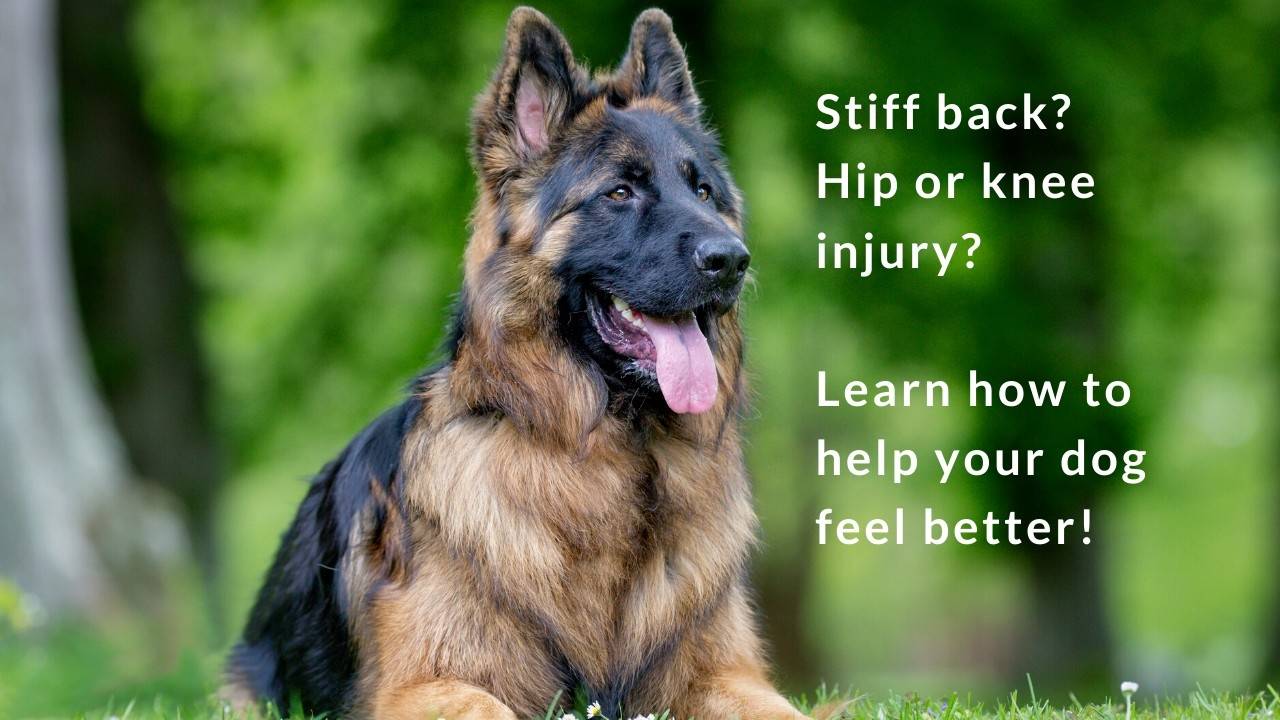 How To Help A Dogs Hurt Back