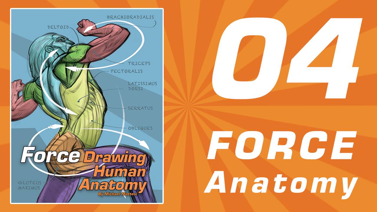 Anatomy Online Drawing Class Bring Deeper Understanding To Your Work