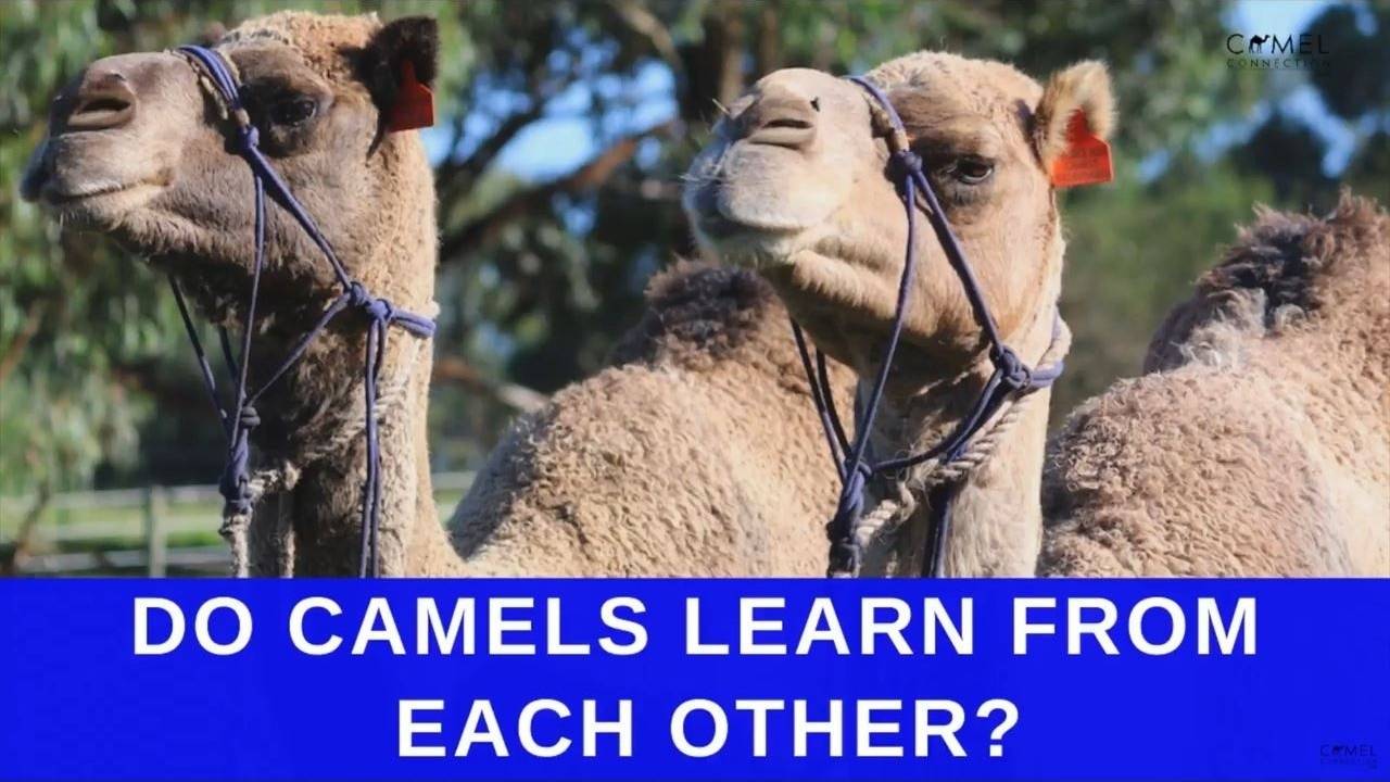 Do Camels Learn From Each Other [Camel Q&A]