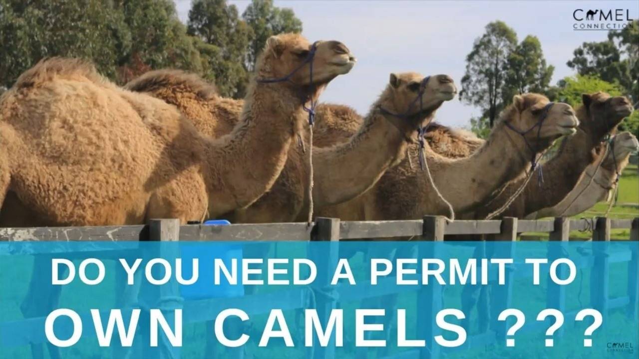 Do You Need A Permit or Licence To Own Camels? [Camel Q&A]