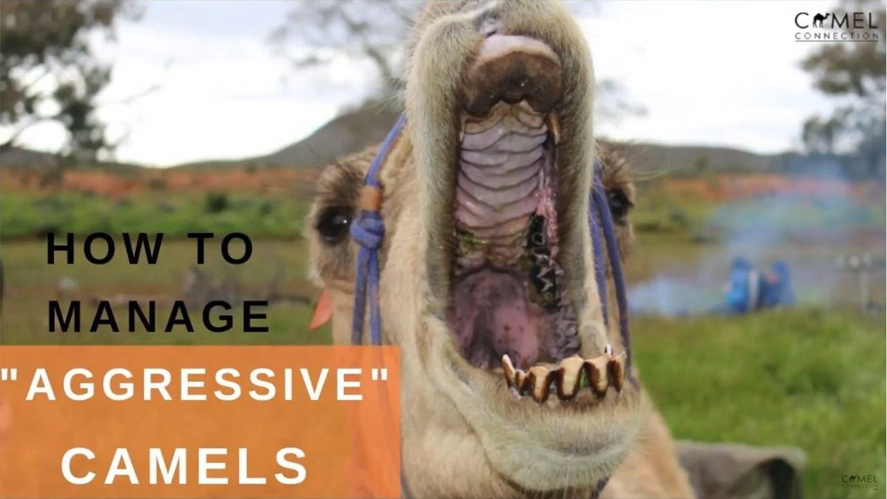 How To Manage Aggressive Camels [Camel Q&A]