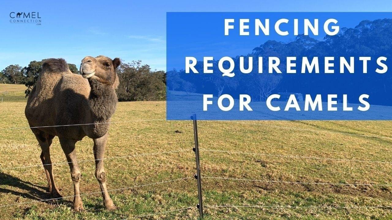 Fencing Requirements For Camels