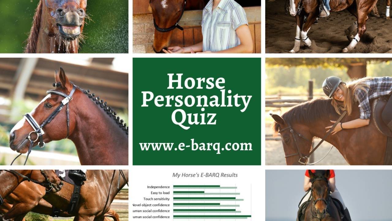 Horse Personality Quiz