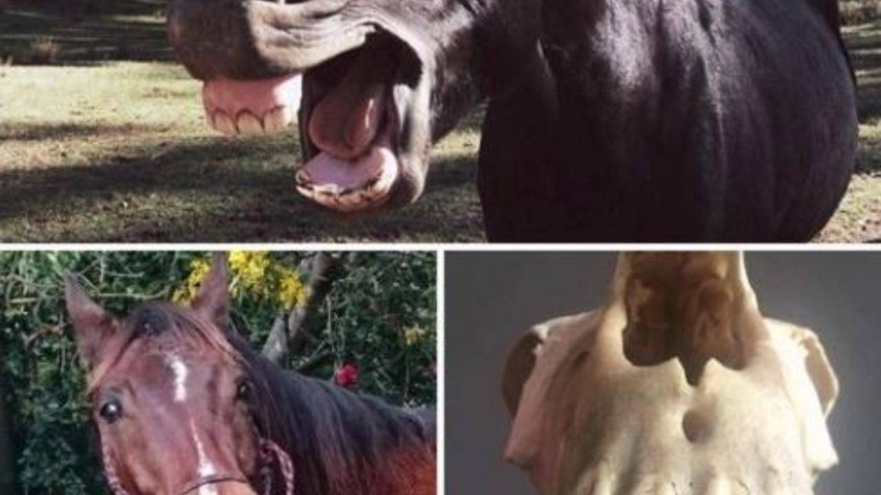 Yawning is it a sign of relaxation, stress, ulcers, compressed nerves?