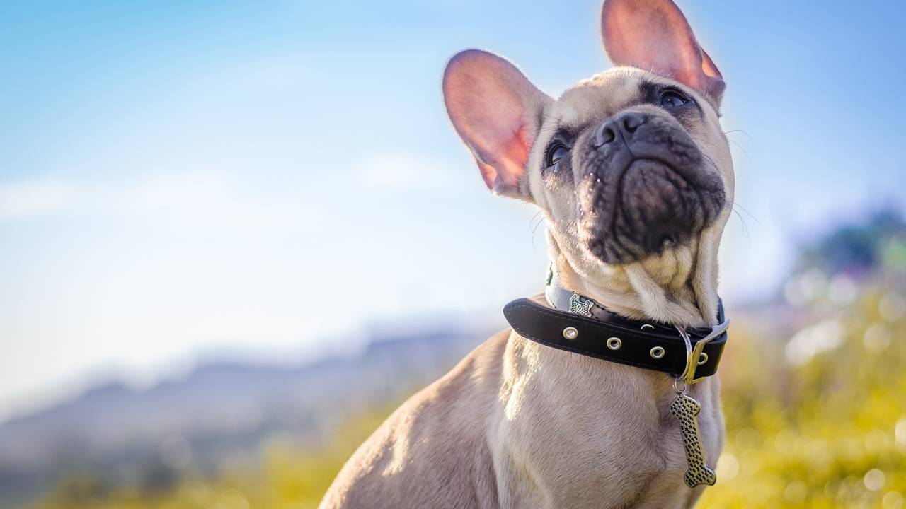 Online Dog Training Certification - How To Become A Dog Trainer ...