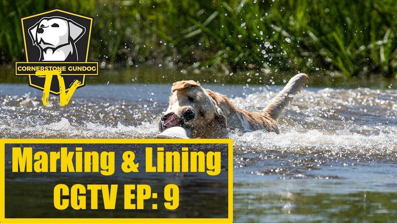 Duck Dog Training Master Class