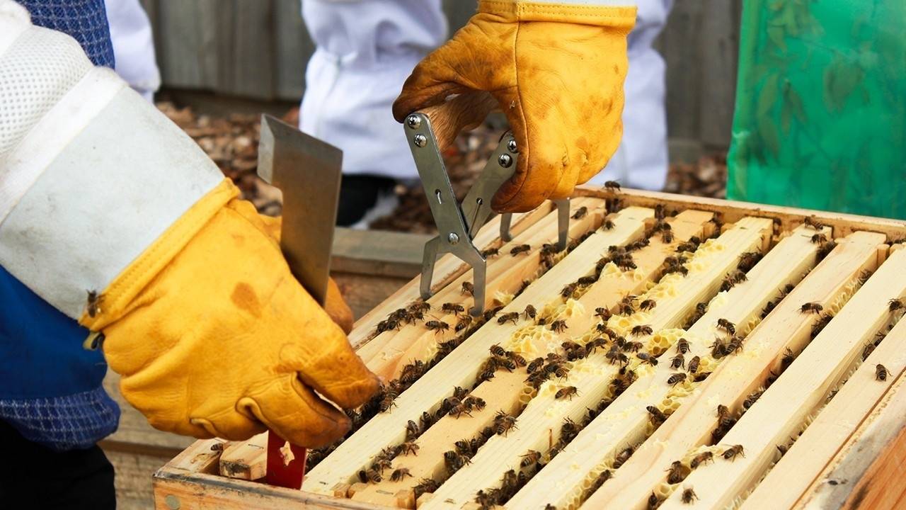 Essential Equipment for Beginner Backyard Beekeepers