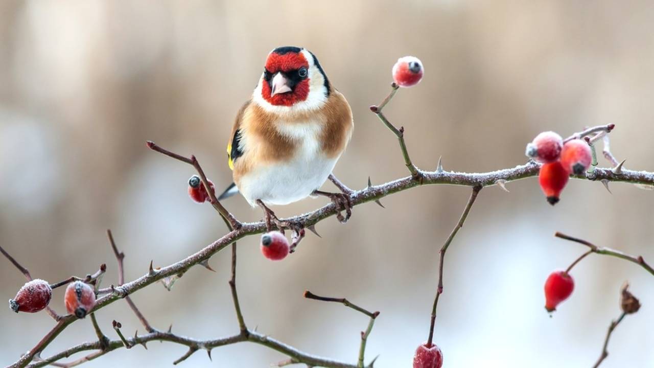 The Christmas Bird Count is an annual Christmas tradition!