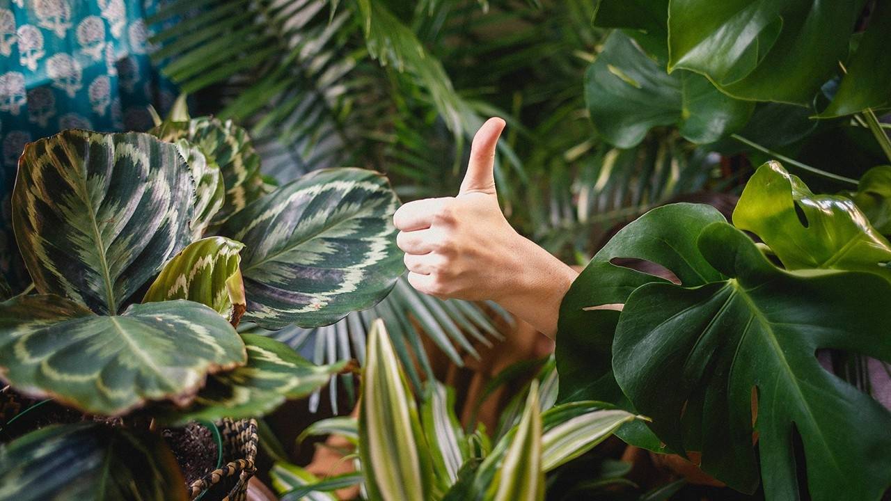 A guide for knowing which plants are best for an Airbnb.