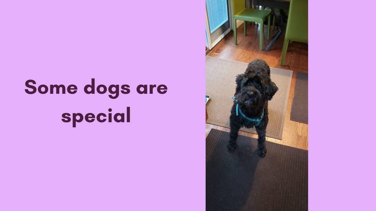 How do you know when your dog is in pain?