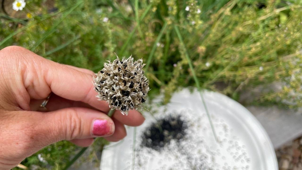 Seed Saving 101 Green Onion Seeds