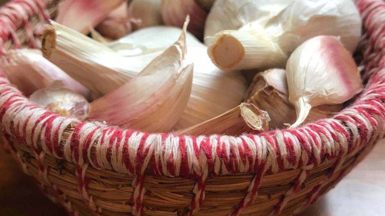 Learn How to Grow Garlic in Kentucky!