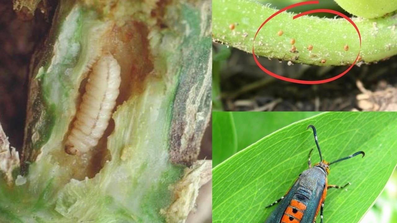 Prevent and Remove Squash Vine Borers
