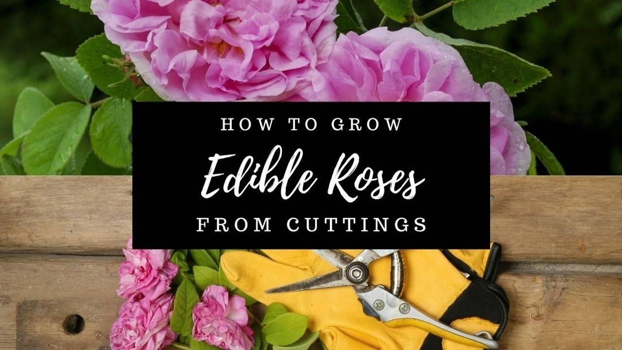 How to Grow Roses from Cuttings (Edible Roses)