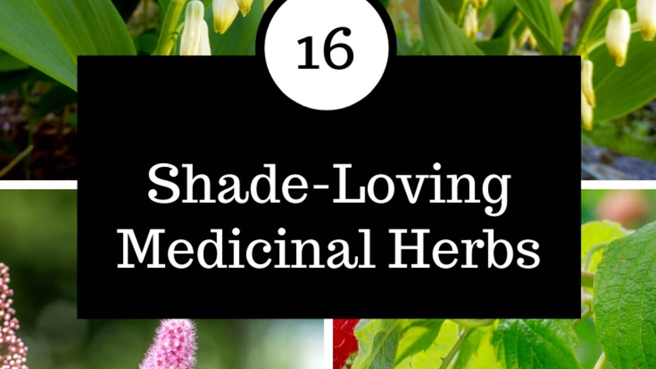 BEST MEDICINAL HERBS TO GROW IN THE SHADE GARDEN