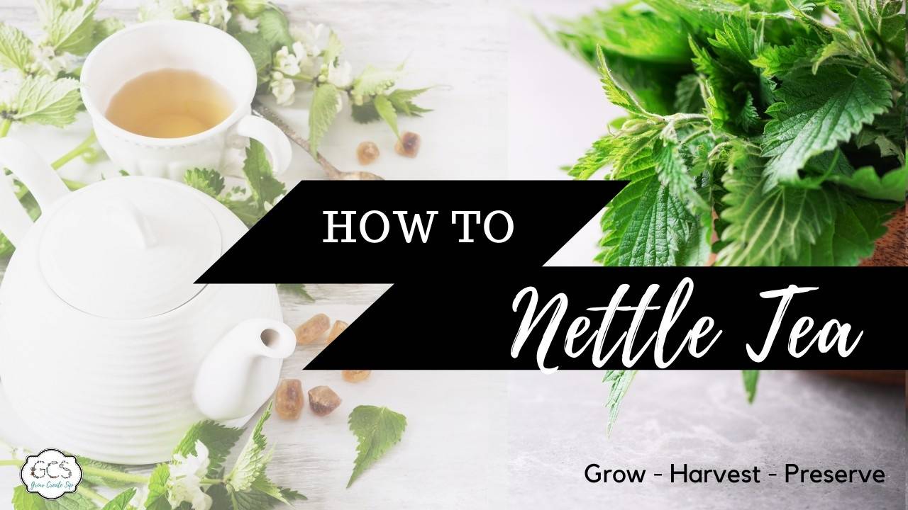 Nettle Tea How to Grow, Harvest and Preserve Nettles