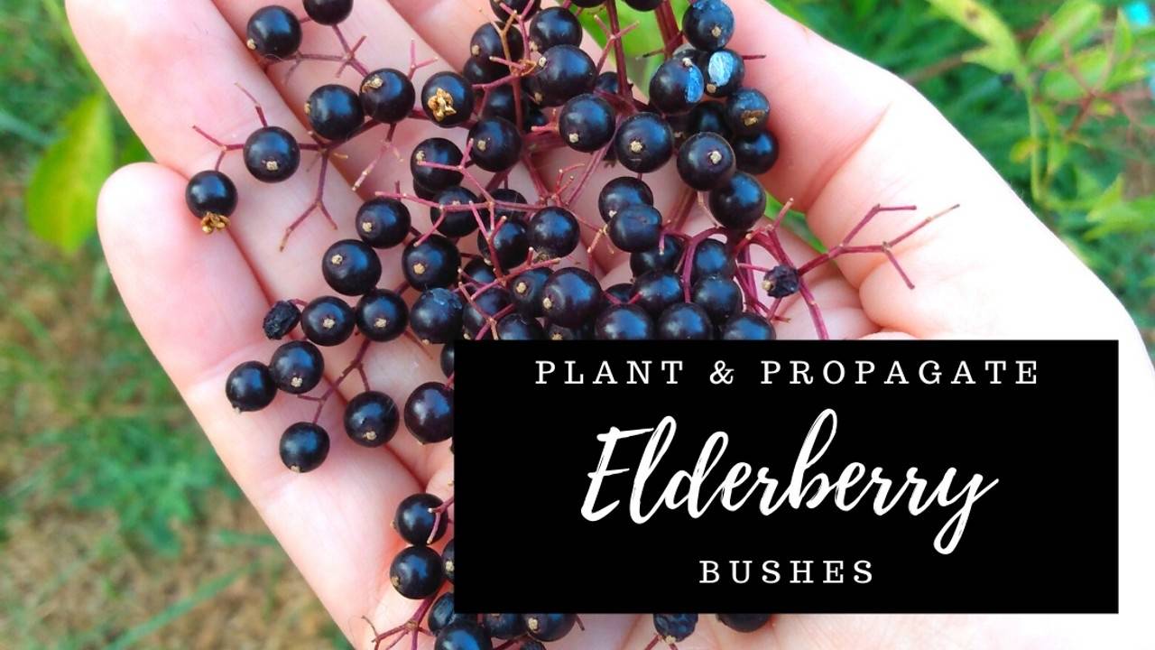 How to Plant and Propagate Elderberry Bushes