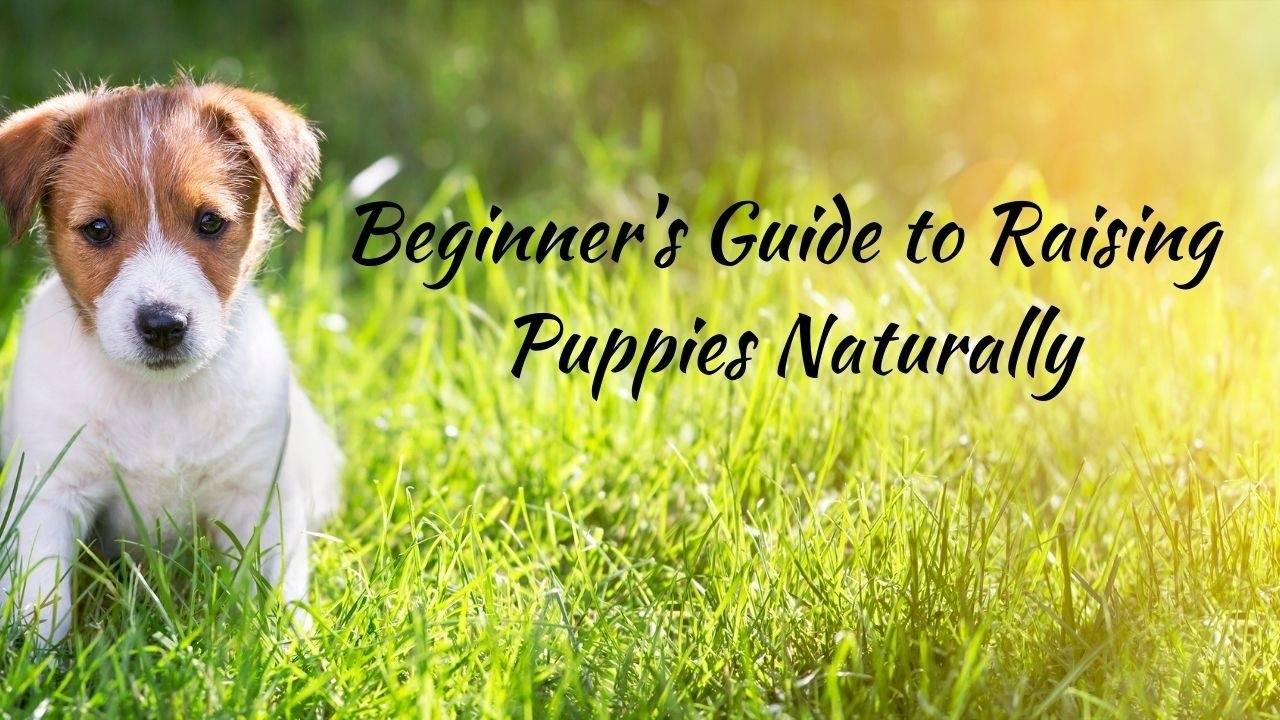 Beginner's Guide to Raising Puppies Naturally