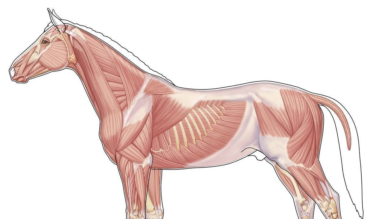 kurs-i-anatomi-fysiologi-hest